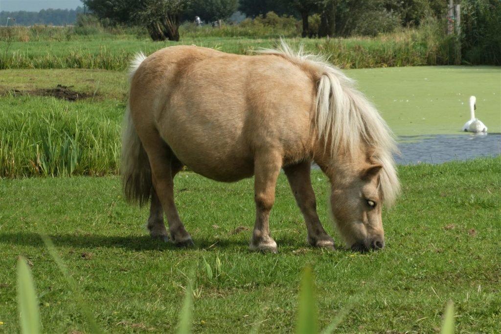 Pony Grazing