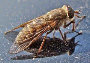 Horse Fly
