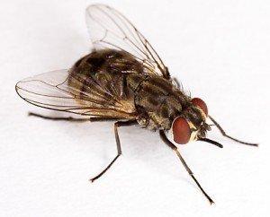 Stable Fly