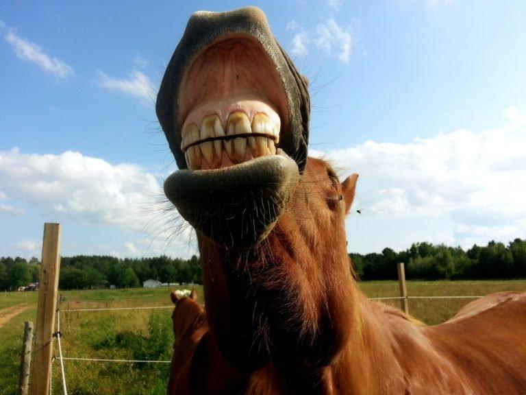 Equine Dentist - The Teeth and Mouth