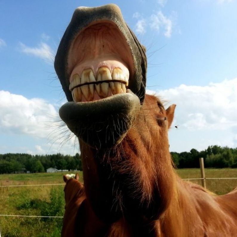 Equine Dentist - The Teeth and Mouth