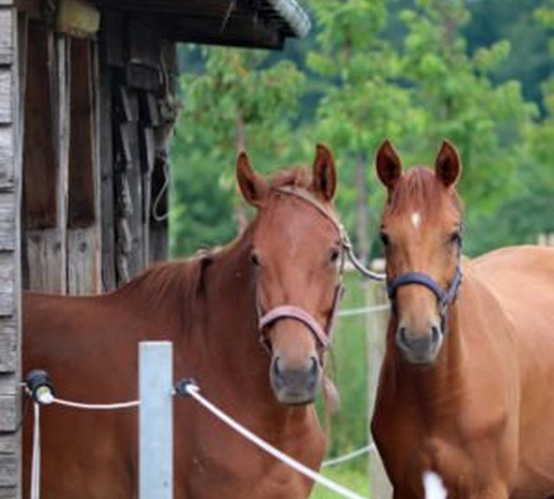  18th July – 24th July: Yard, Biosecurity and Broad, Horse and Rider Safety