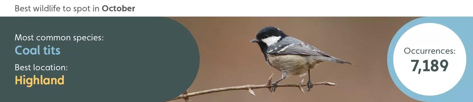 Best wildlife to spot in October