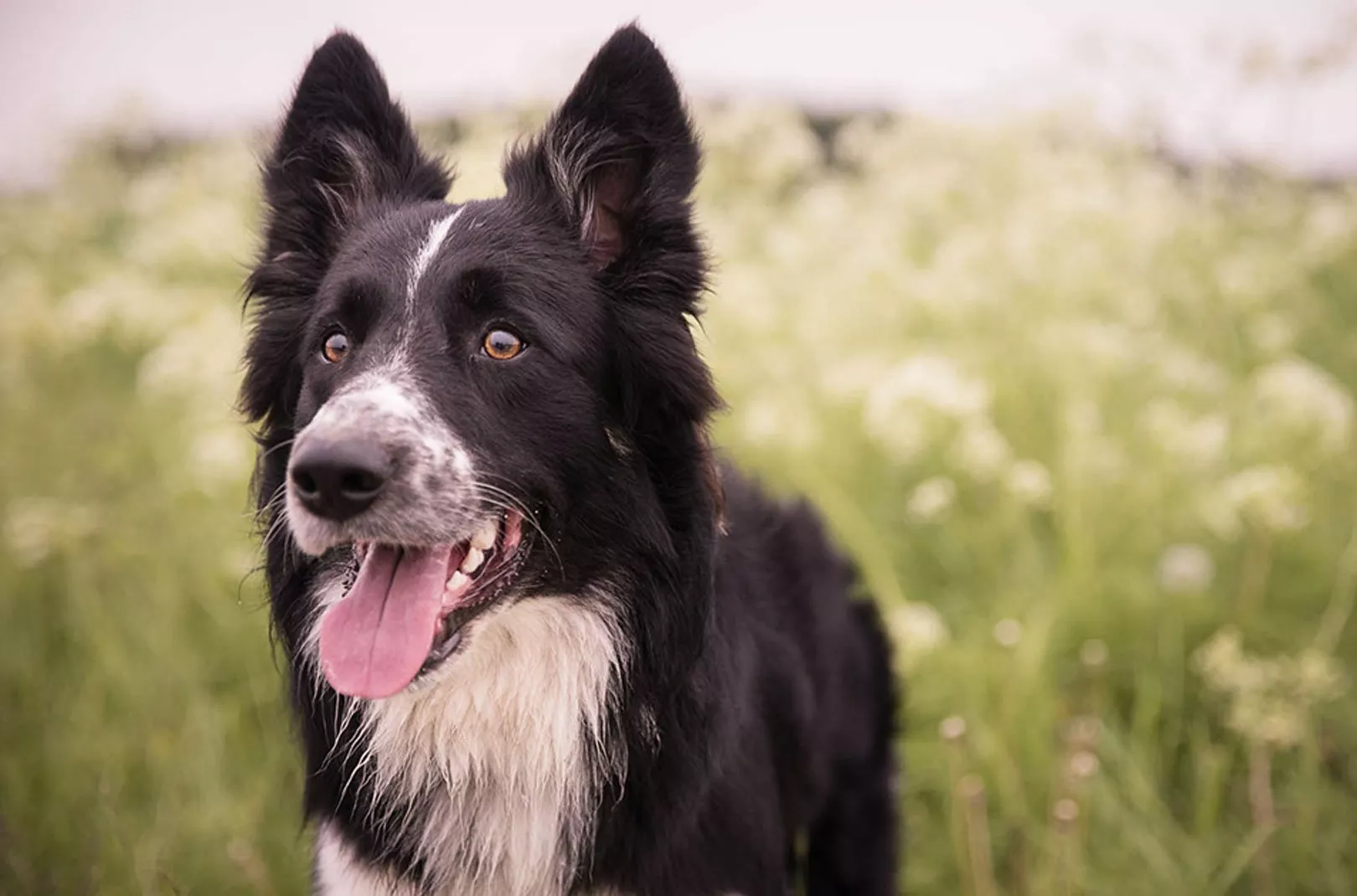 Dog Walking Border Collie