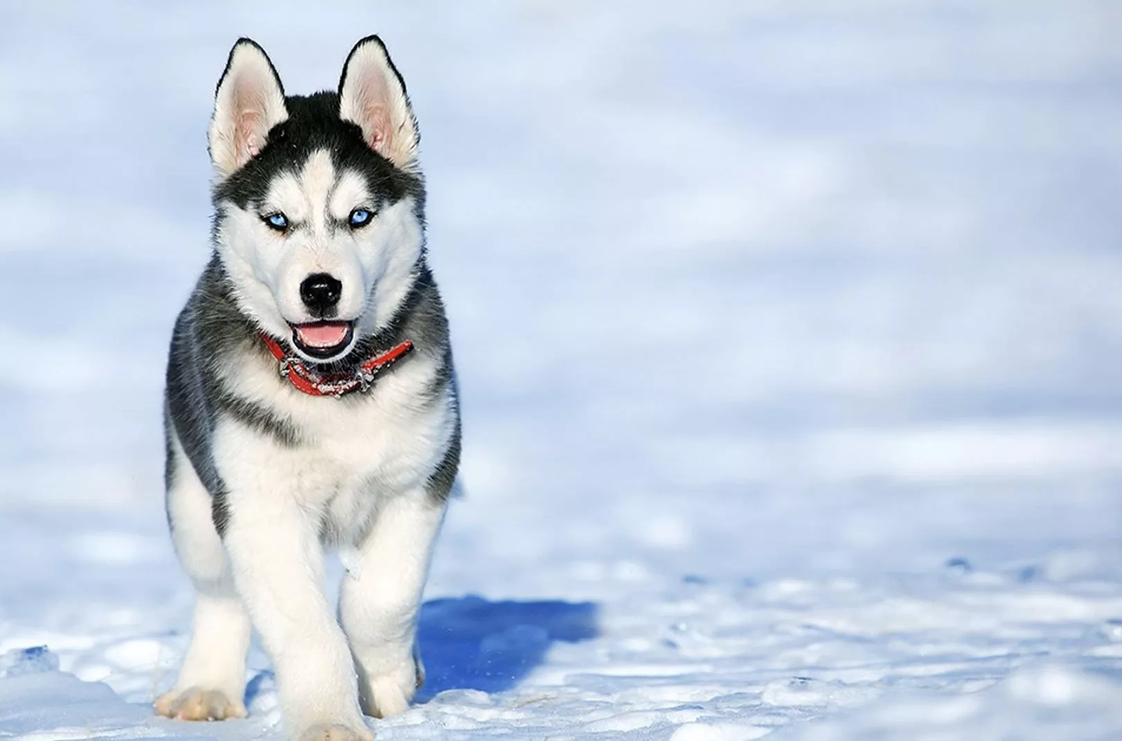 Dog Walking Husky