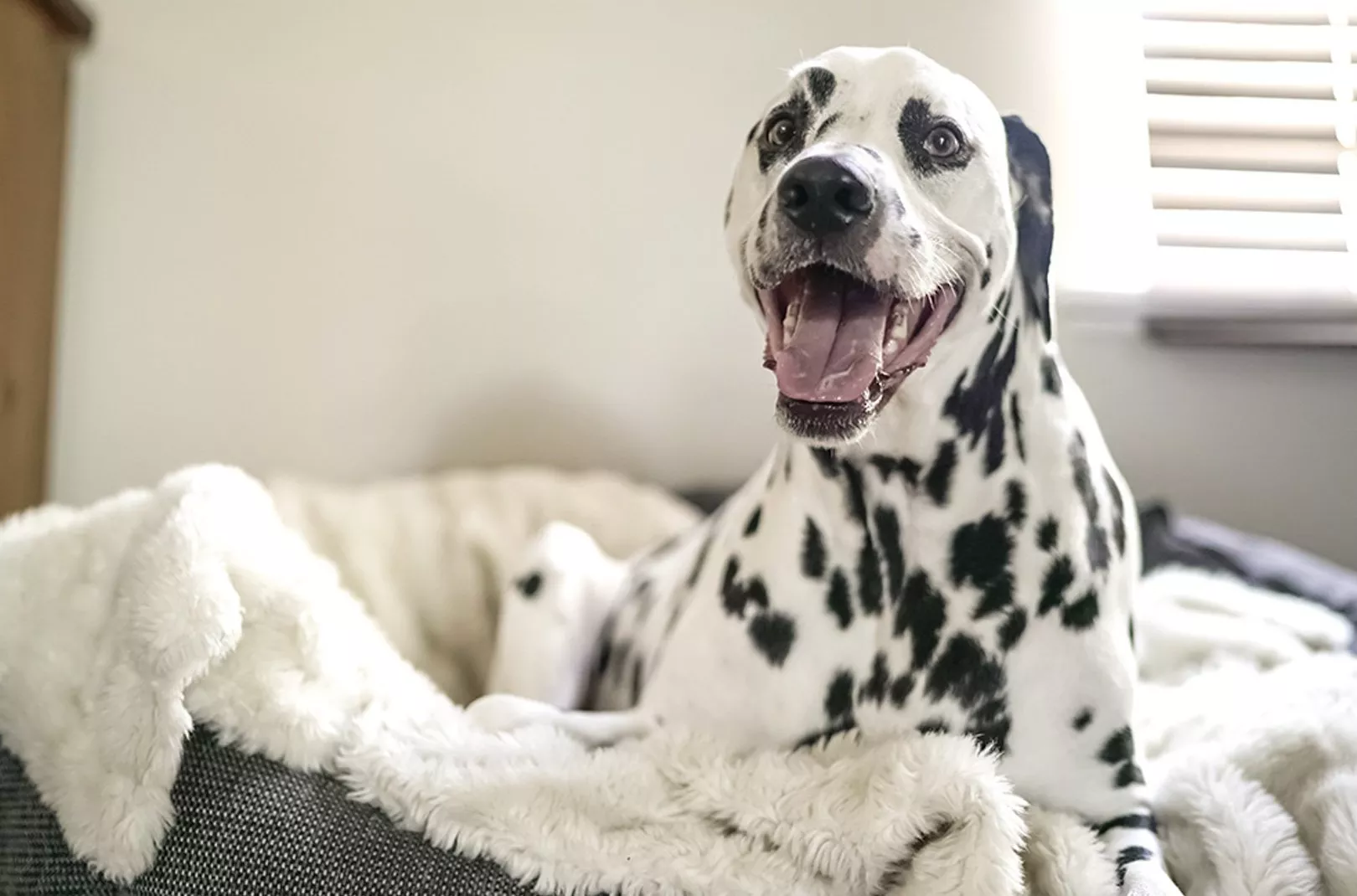 Dog Walking Dalmatian