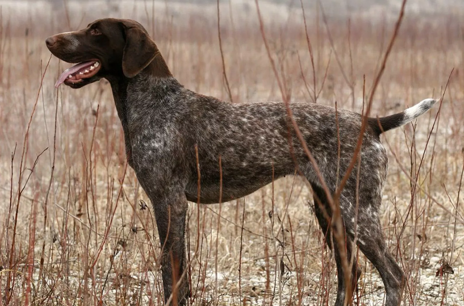 Dog Walking Pointer