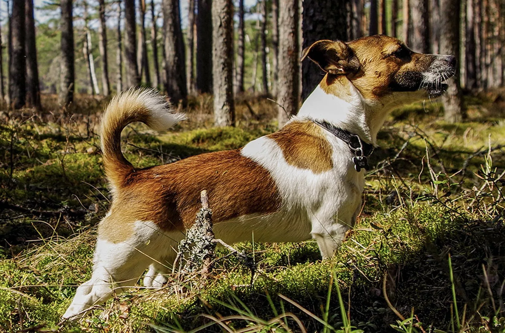 Dog Walking Jack Russell