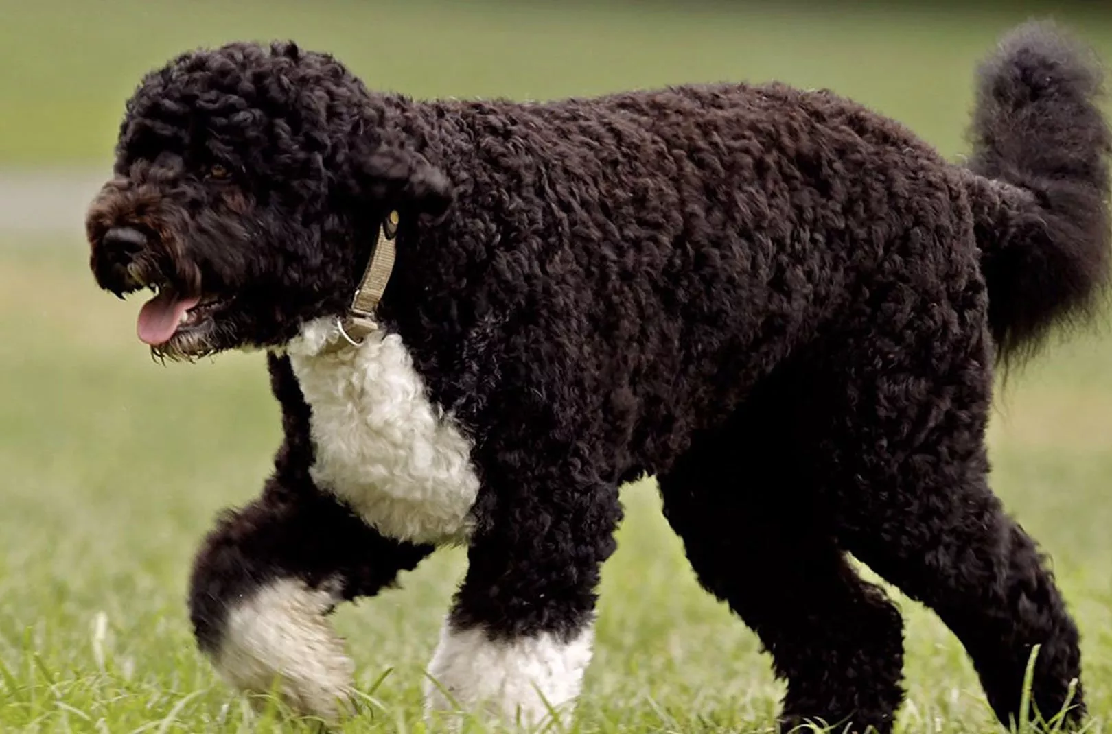 Dog Walking Portuguese Water Dog