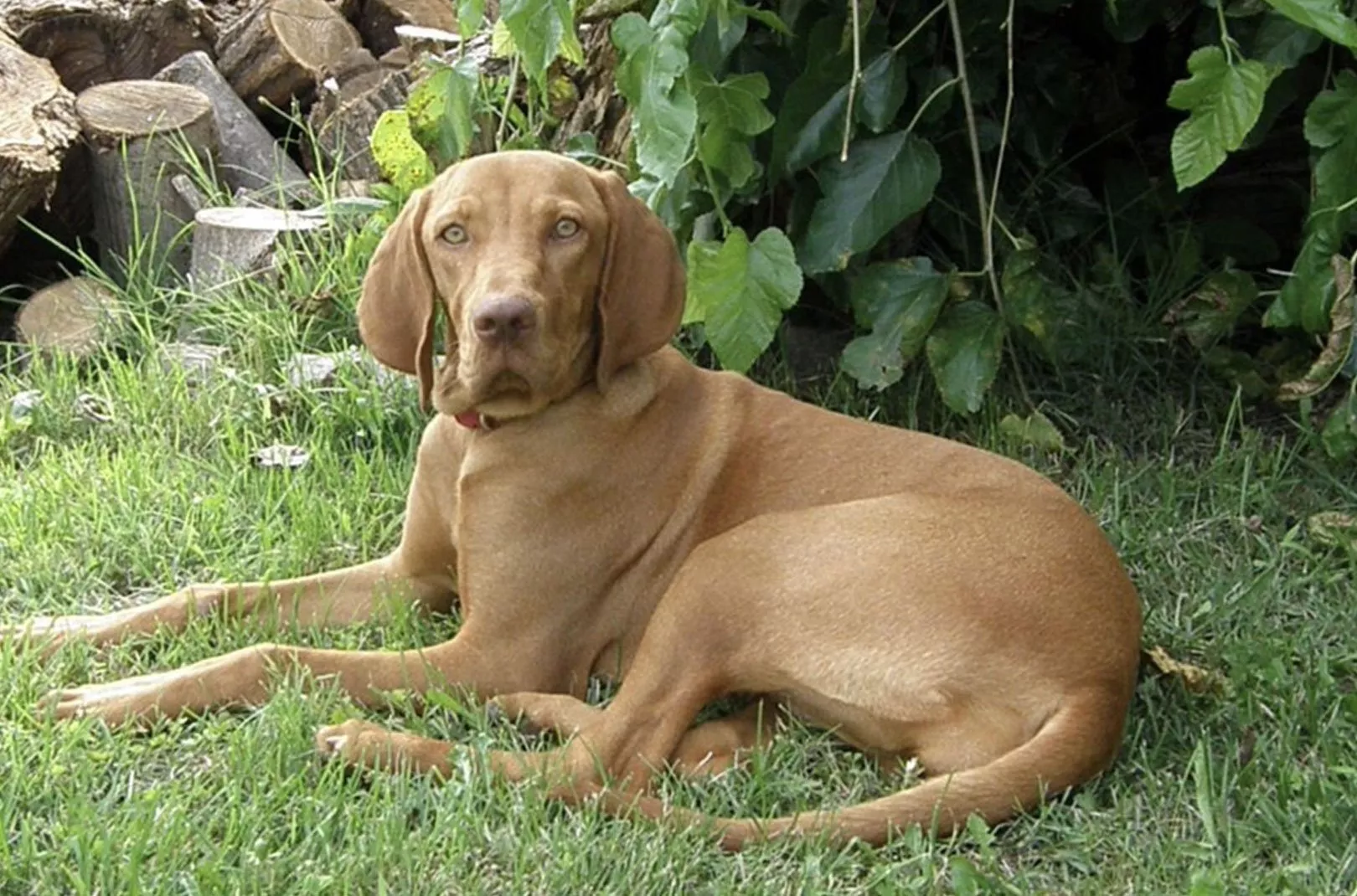 Dog Walking Vizsla