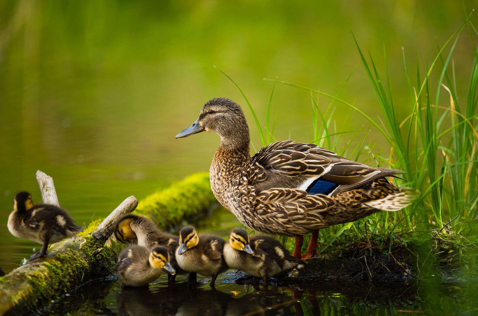 Ducks and ducklings in a pond