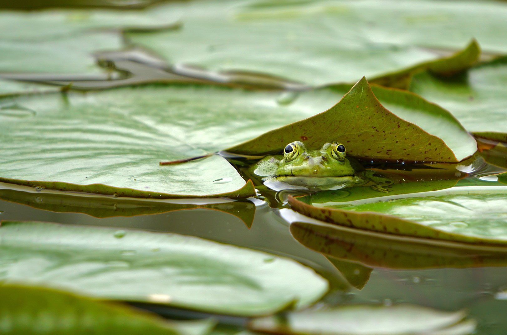 Frog in a pond underneath lilypads