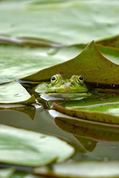 Junior Explorers’ Club: A Guide to Pond Wildlife and Conservation