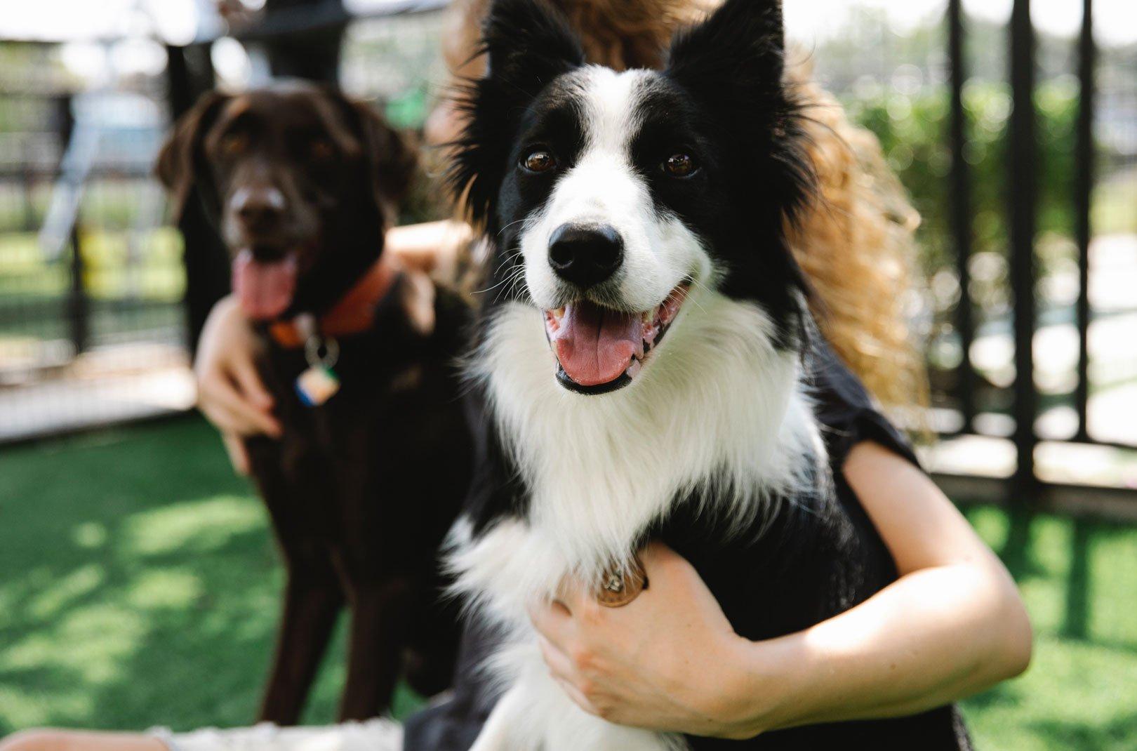 Two dogs being held
