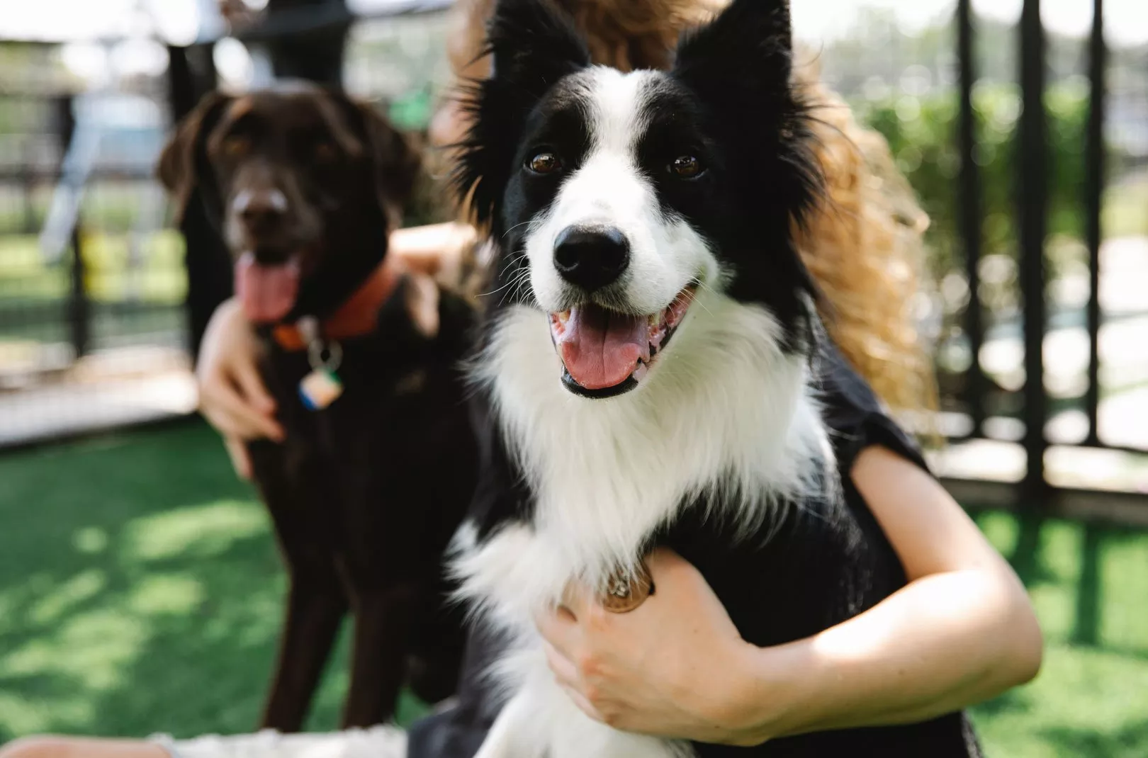 Two dogs being held