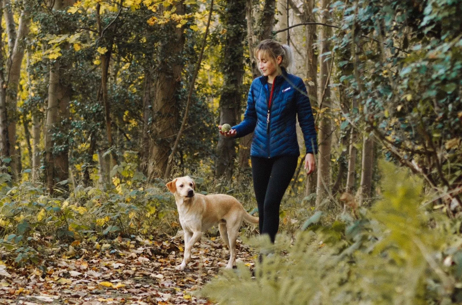 Dog walking in a forest