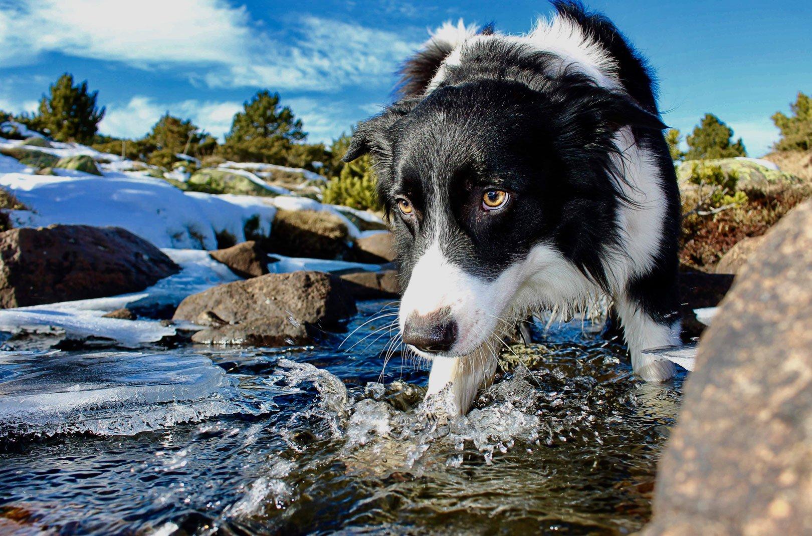 A dog walking through a river