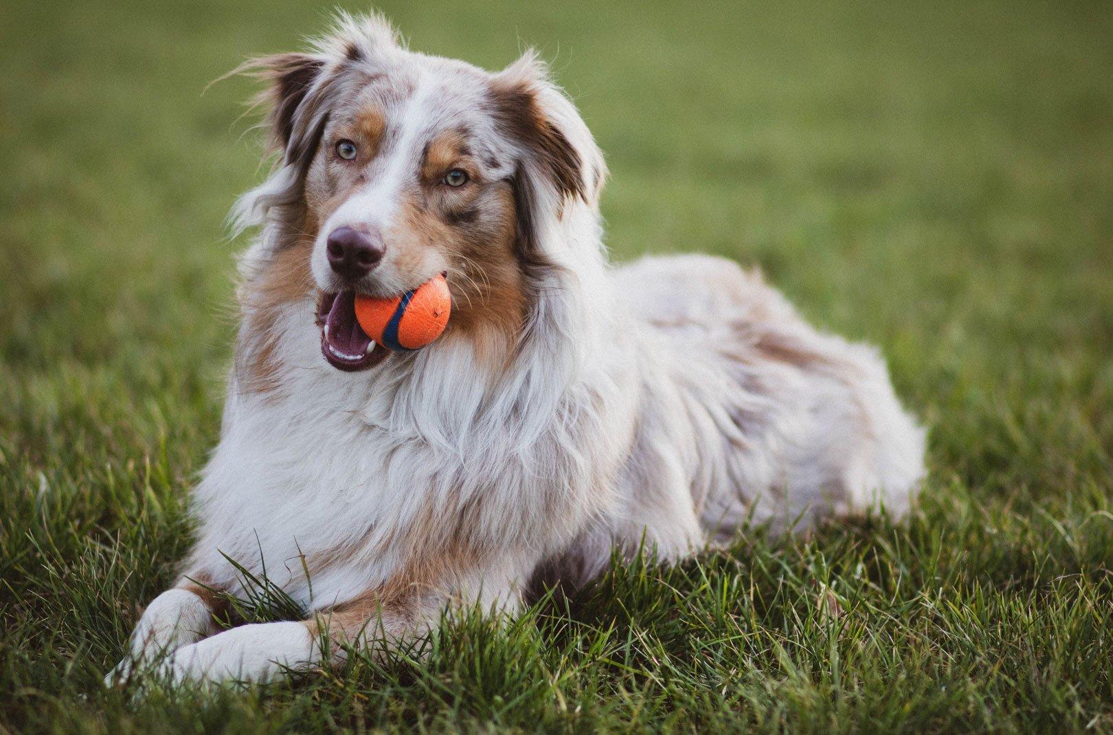 A dog with a ball in its mouth