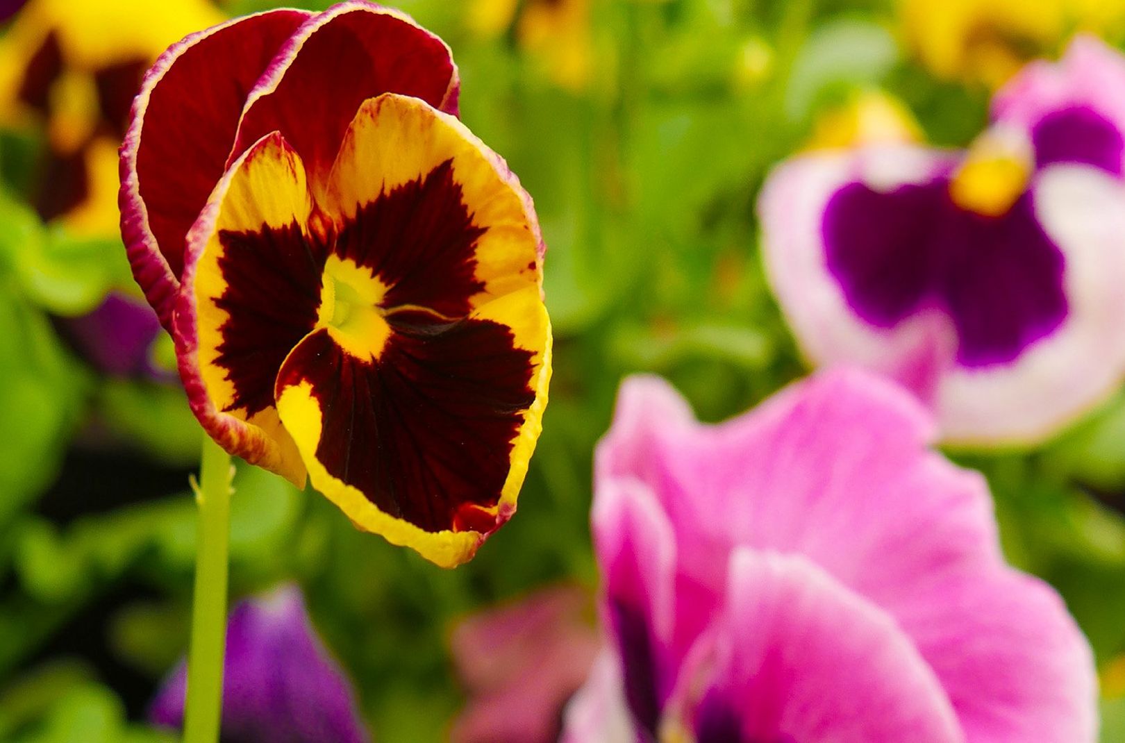 A picture of pansies