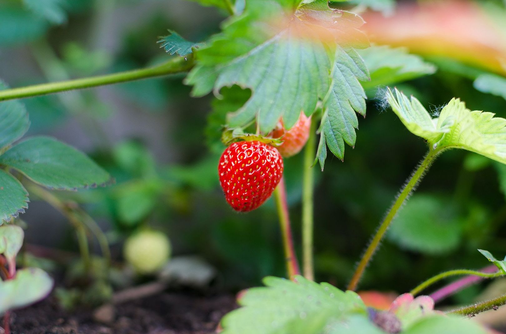 A picture of a strawberry plant
