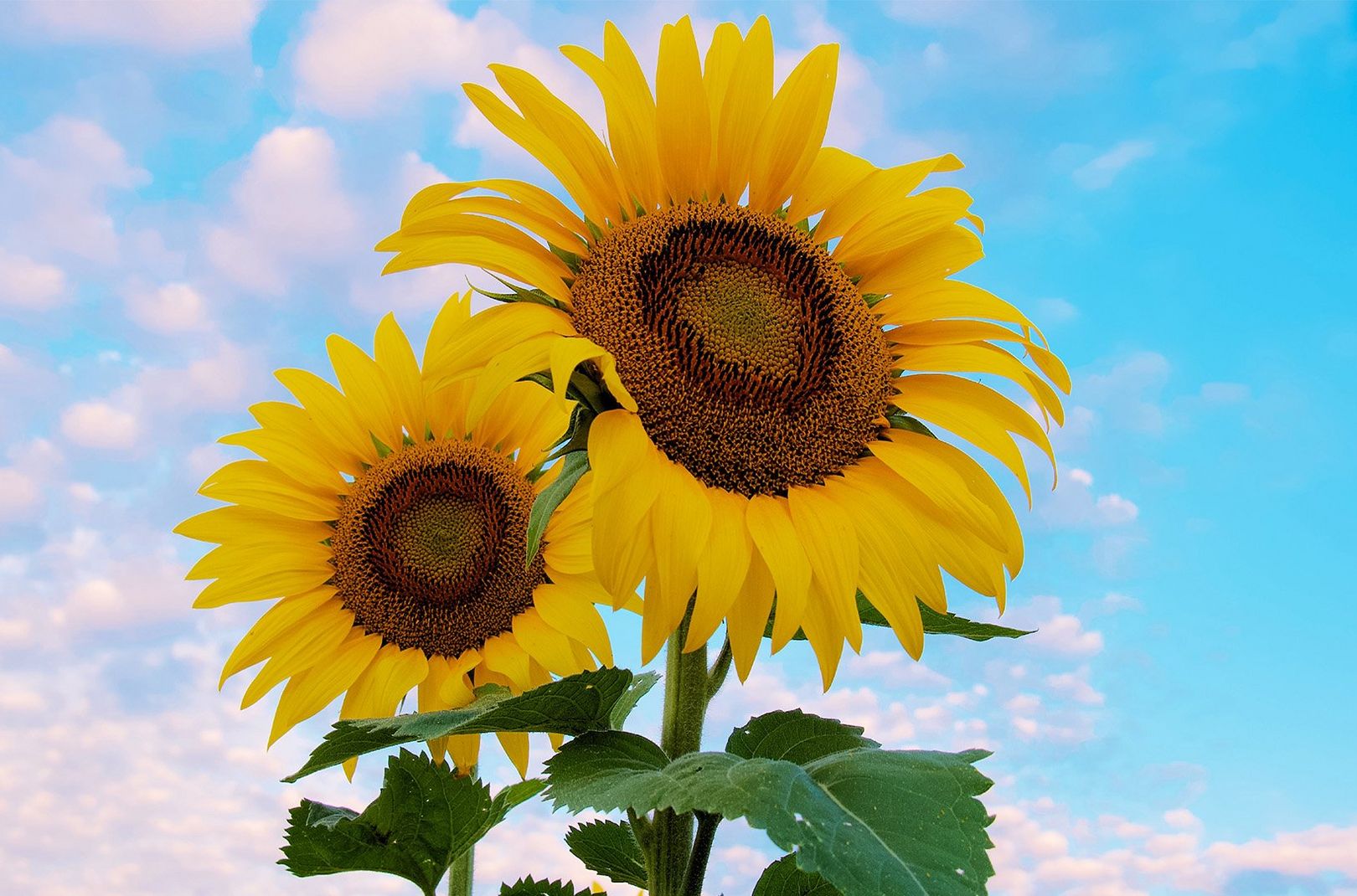 A picture of sunflowers