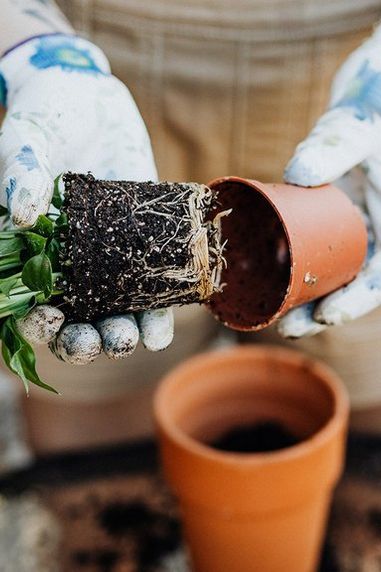 Made For Adventure: Planting Basics – Your Gardening Activity Guide