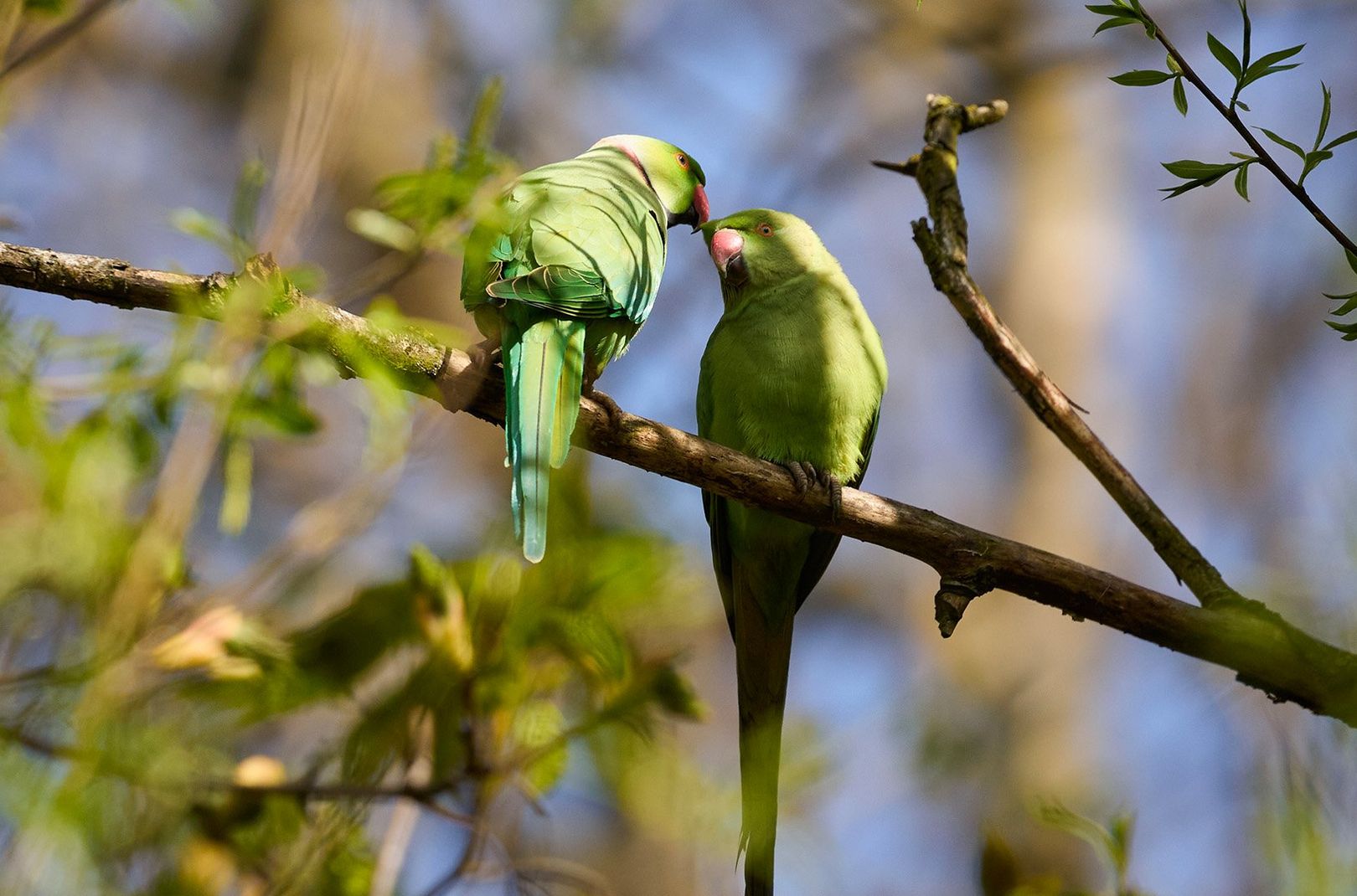 Two parakeets sitting in a tree