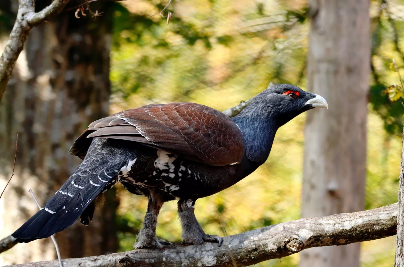 Capercaillie