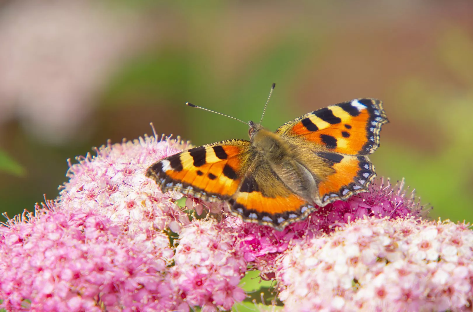 Small Tortoiseshell Butterfly