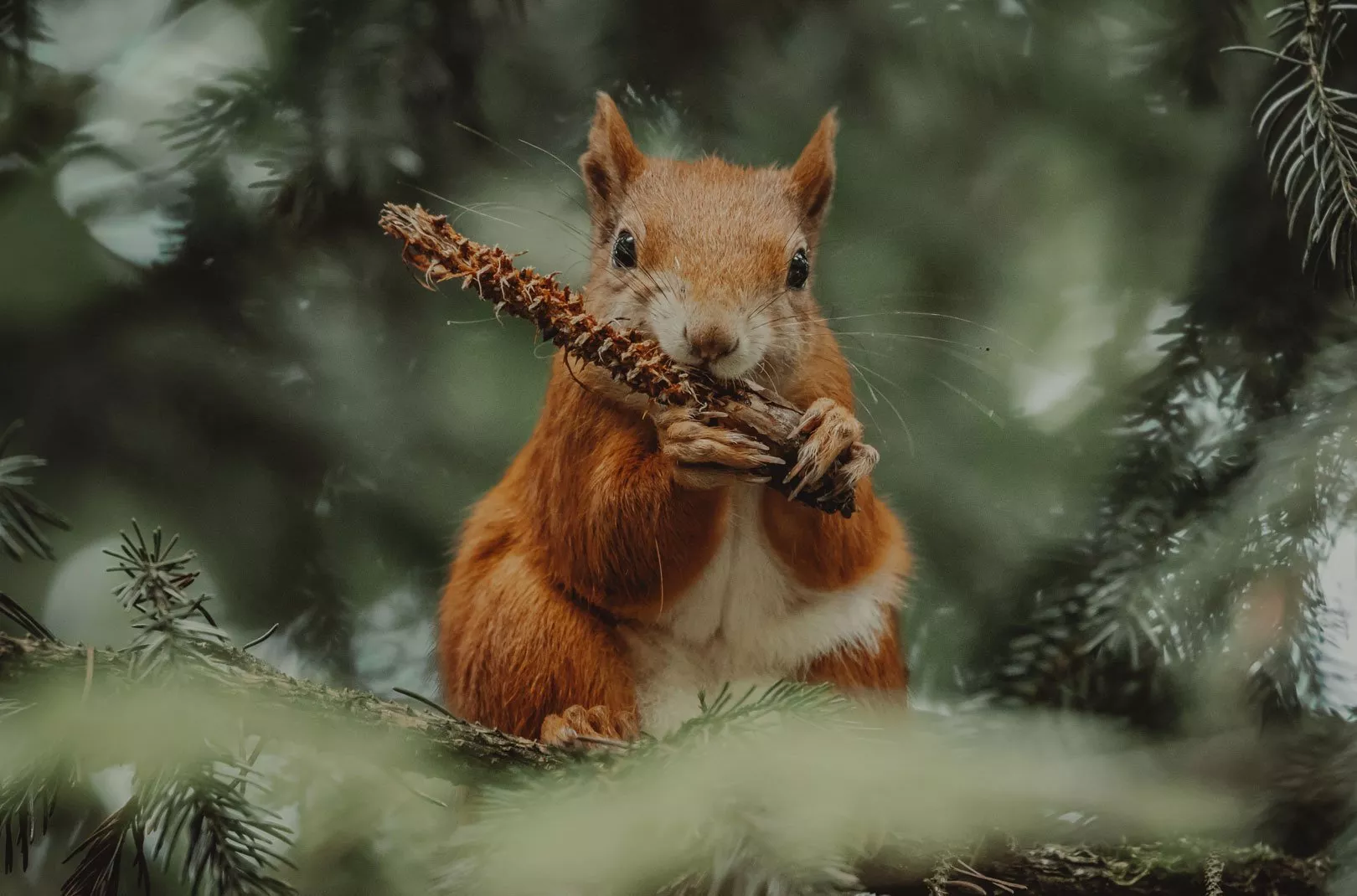 Red Squirrel