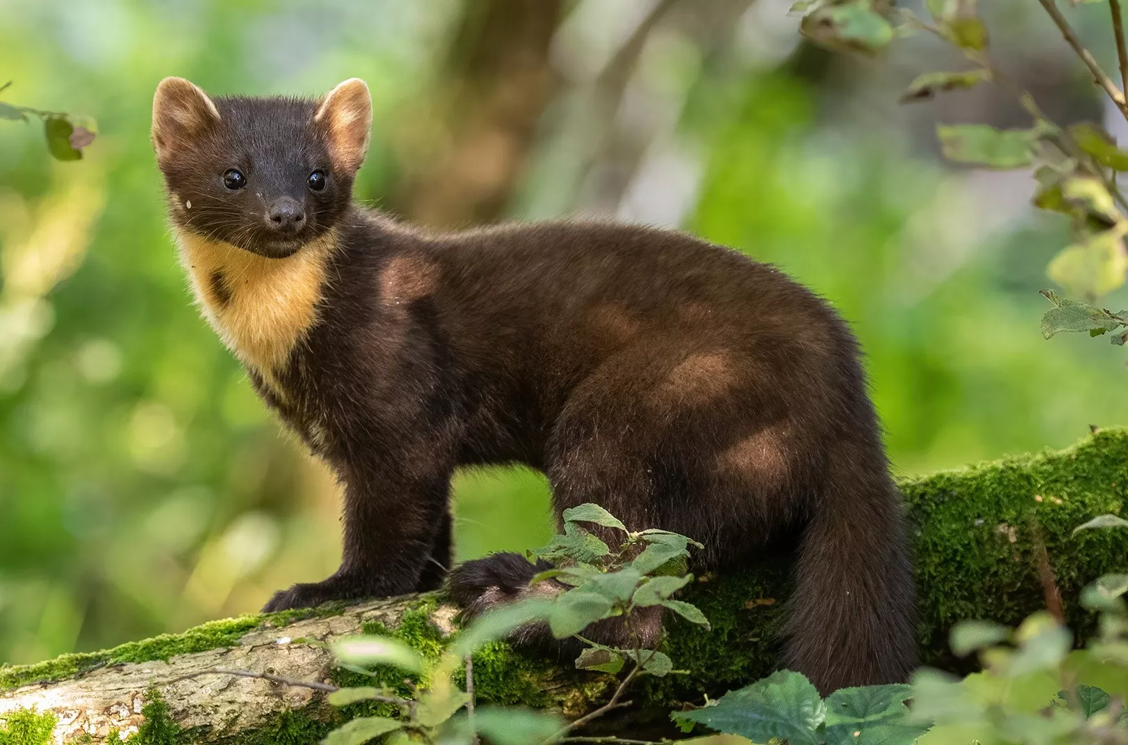 Pine Marten