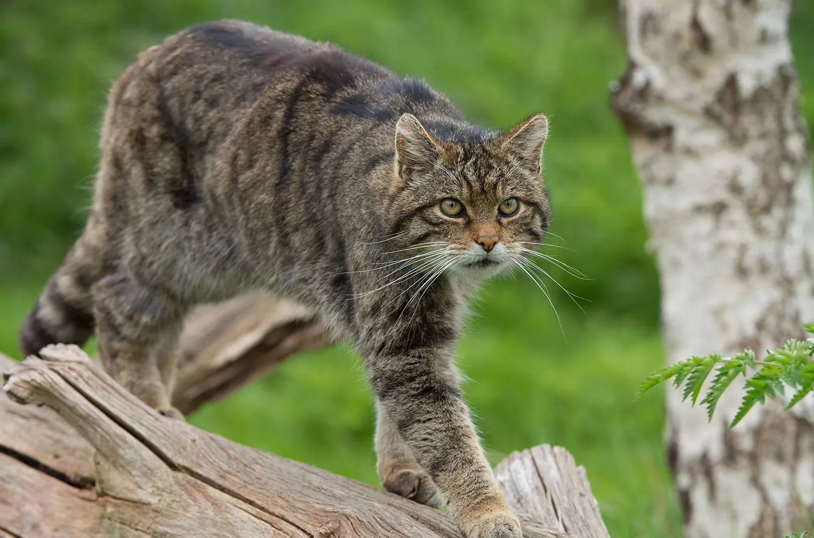 Scottish Wildcat