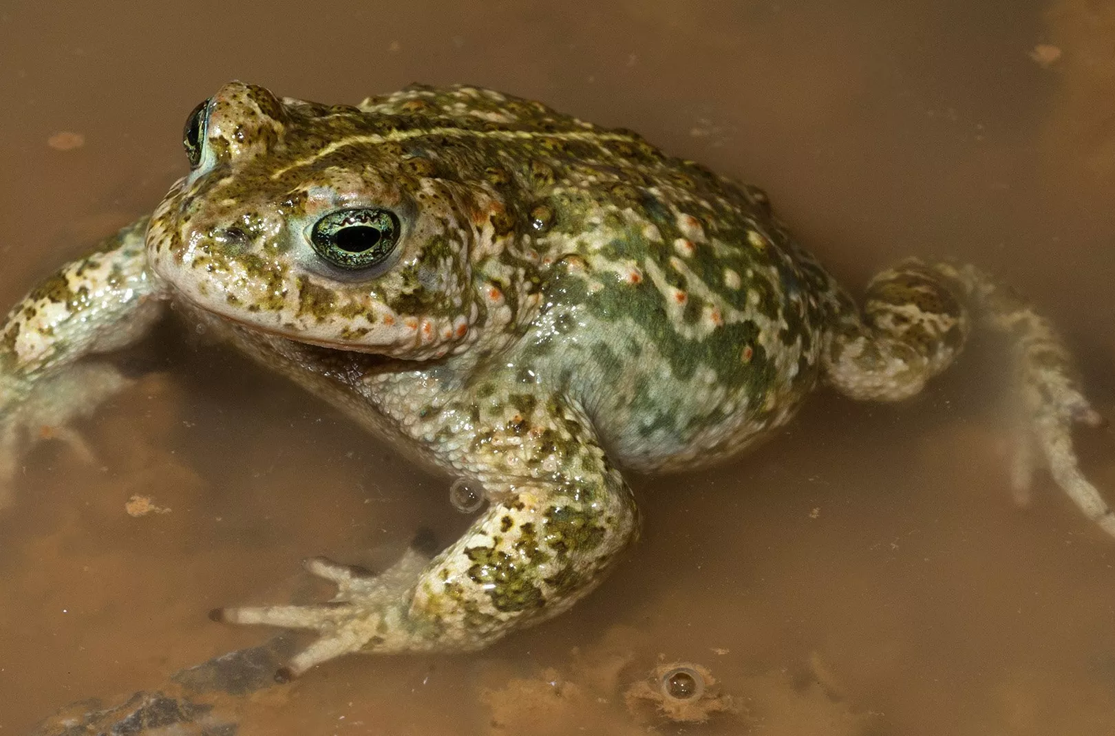Natterjack Toad