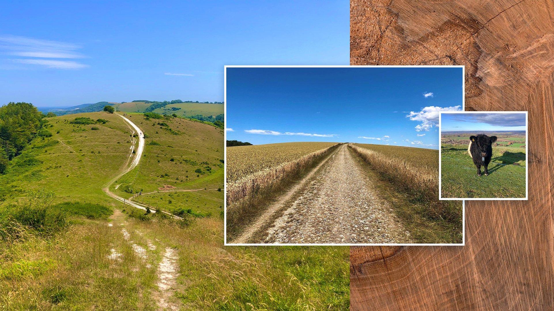 A selection of photos of the Harting Downds to Amberly walking trail in The South Downs