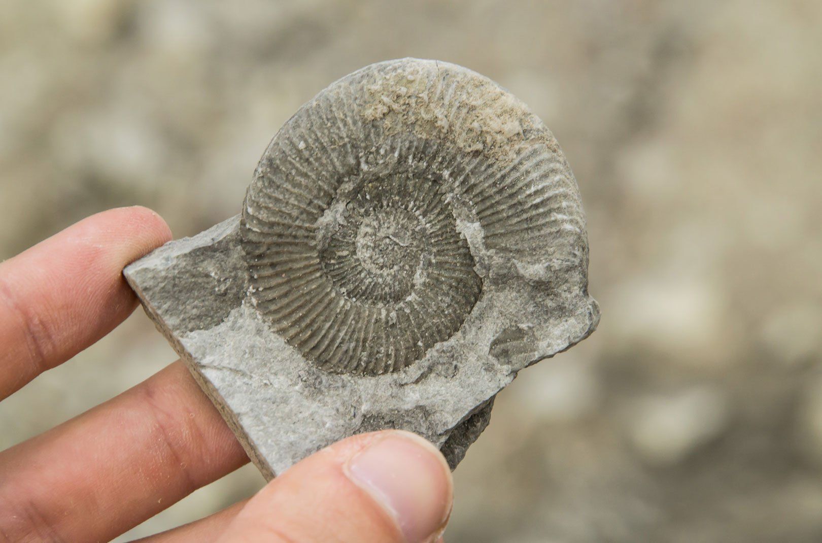 Someone holding a fossil