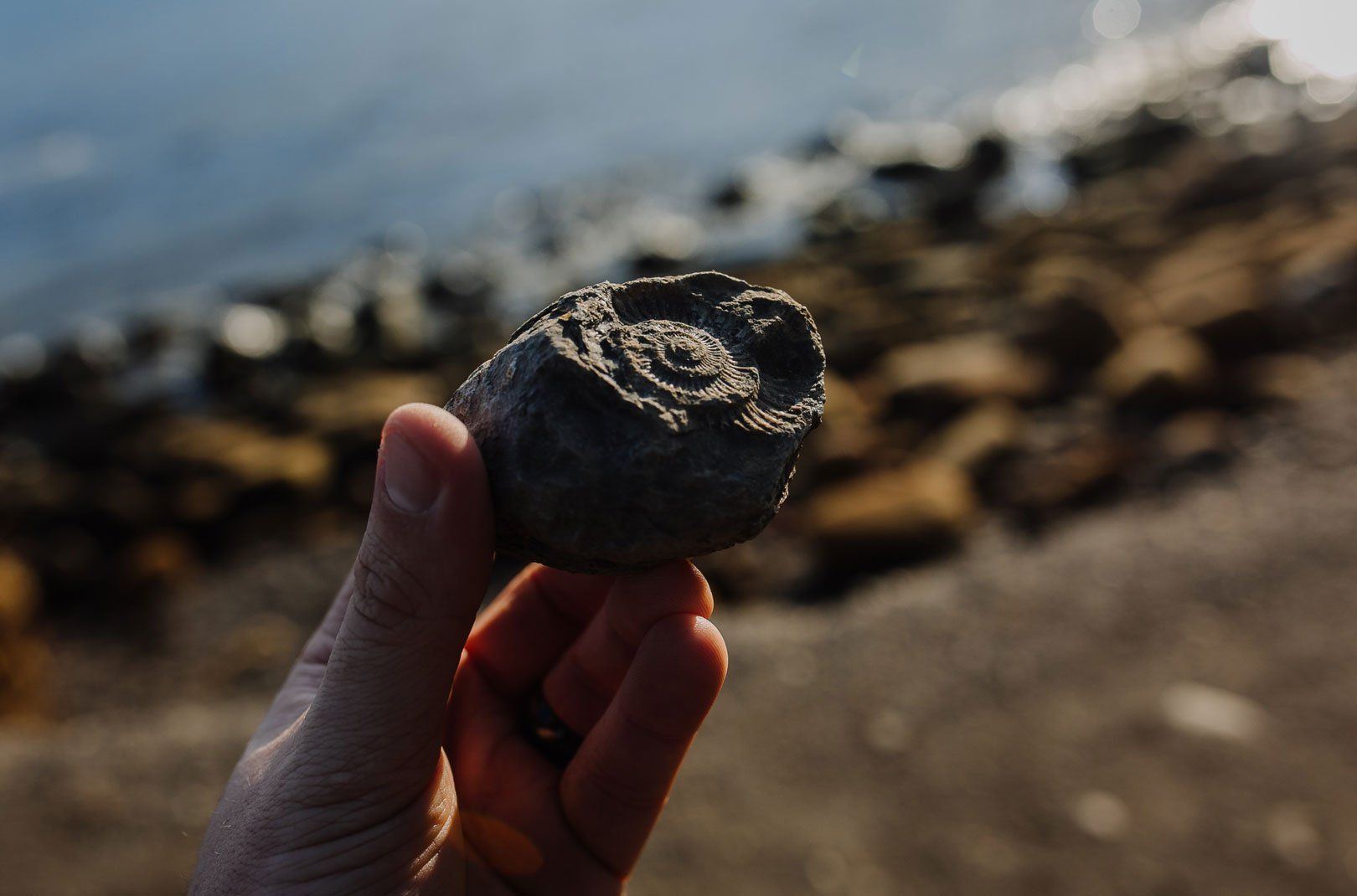 Someone holding a fossil with a blurry background