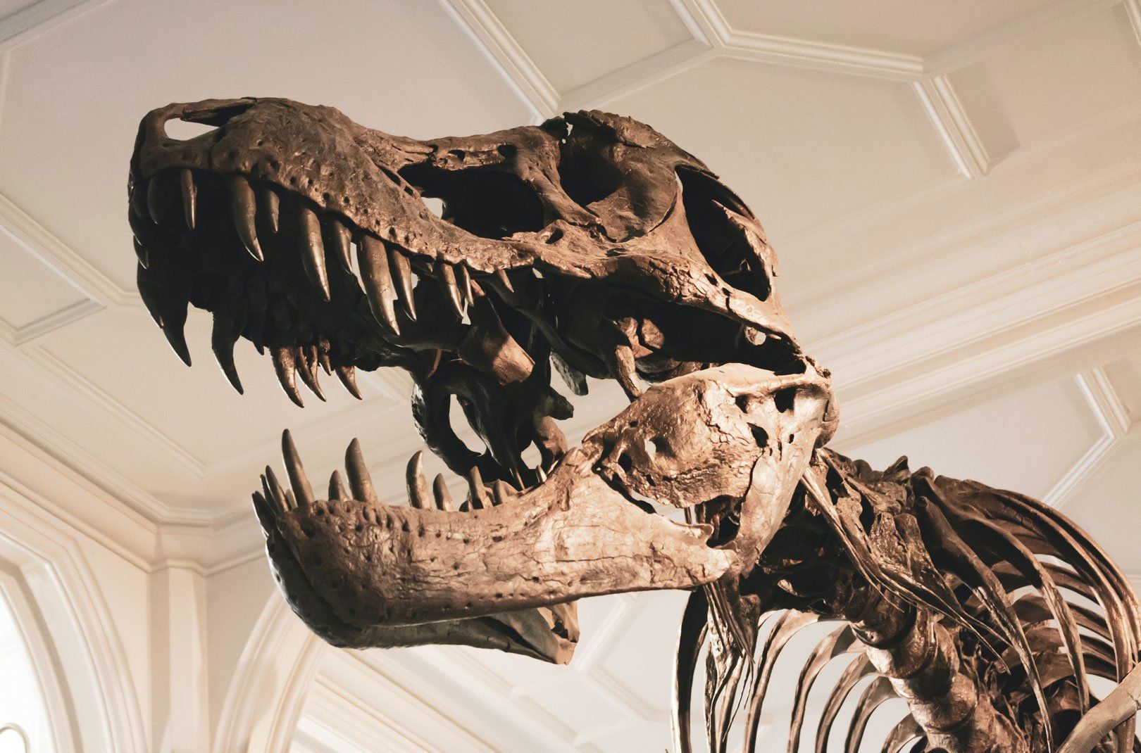 Museum dinosaur skeleton display