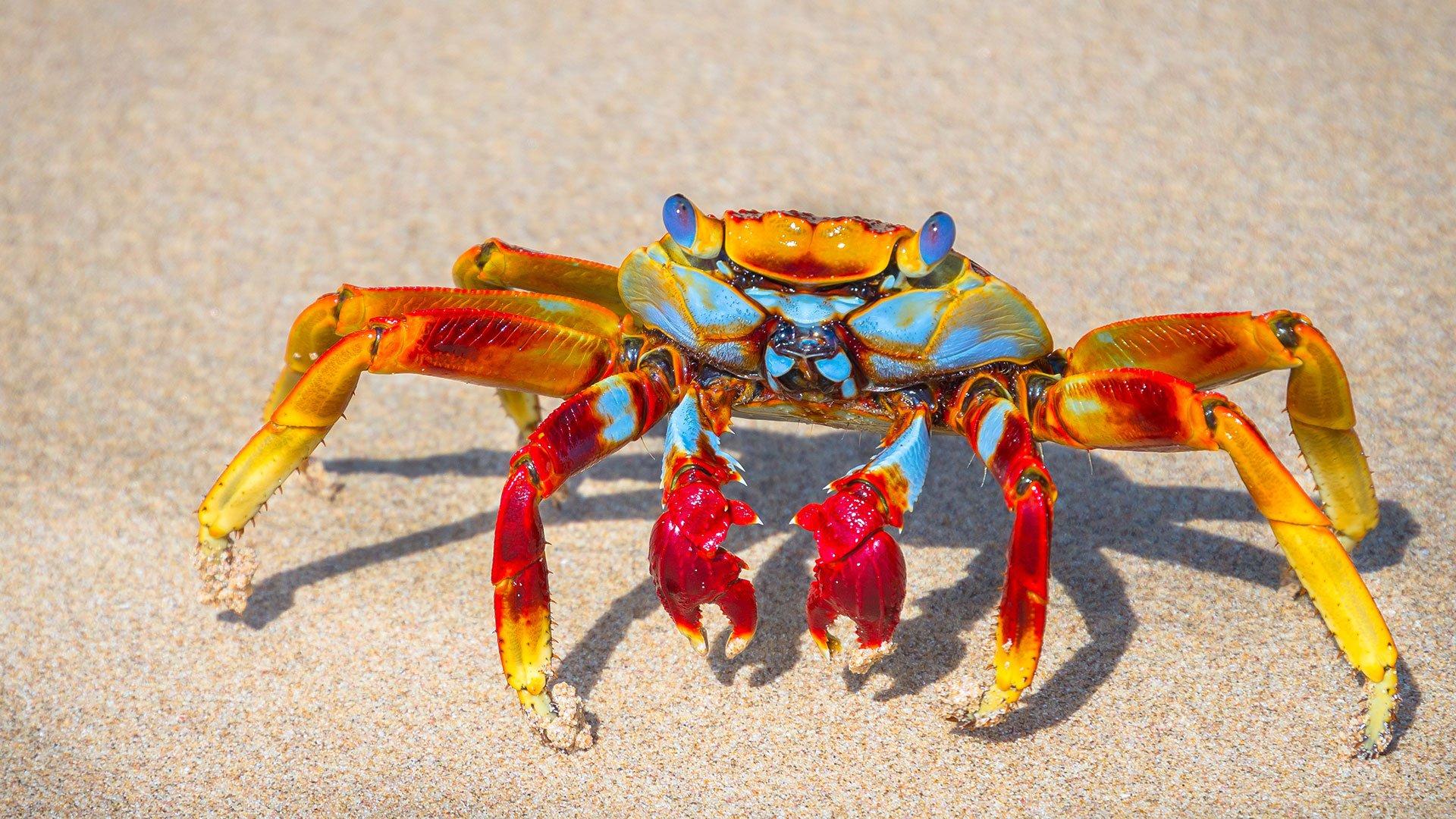 A colourful crab on a beach.