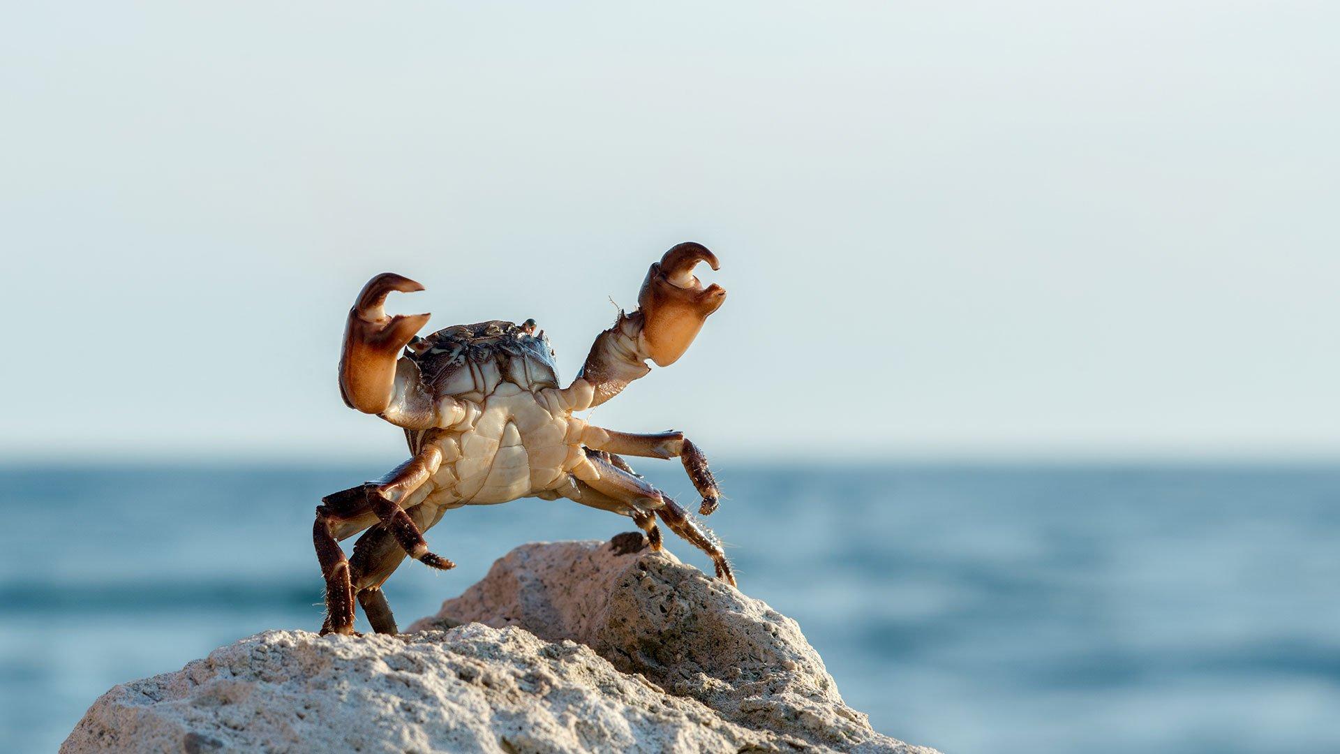 A crab stood on a rock showing off its claws.