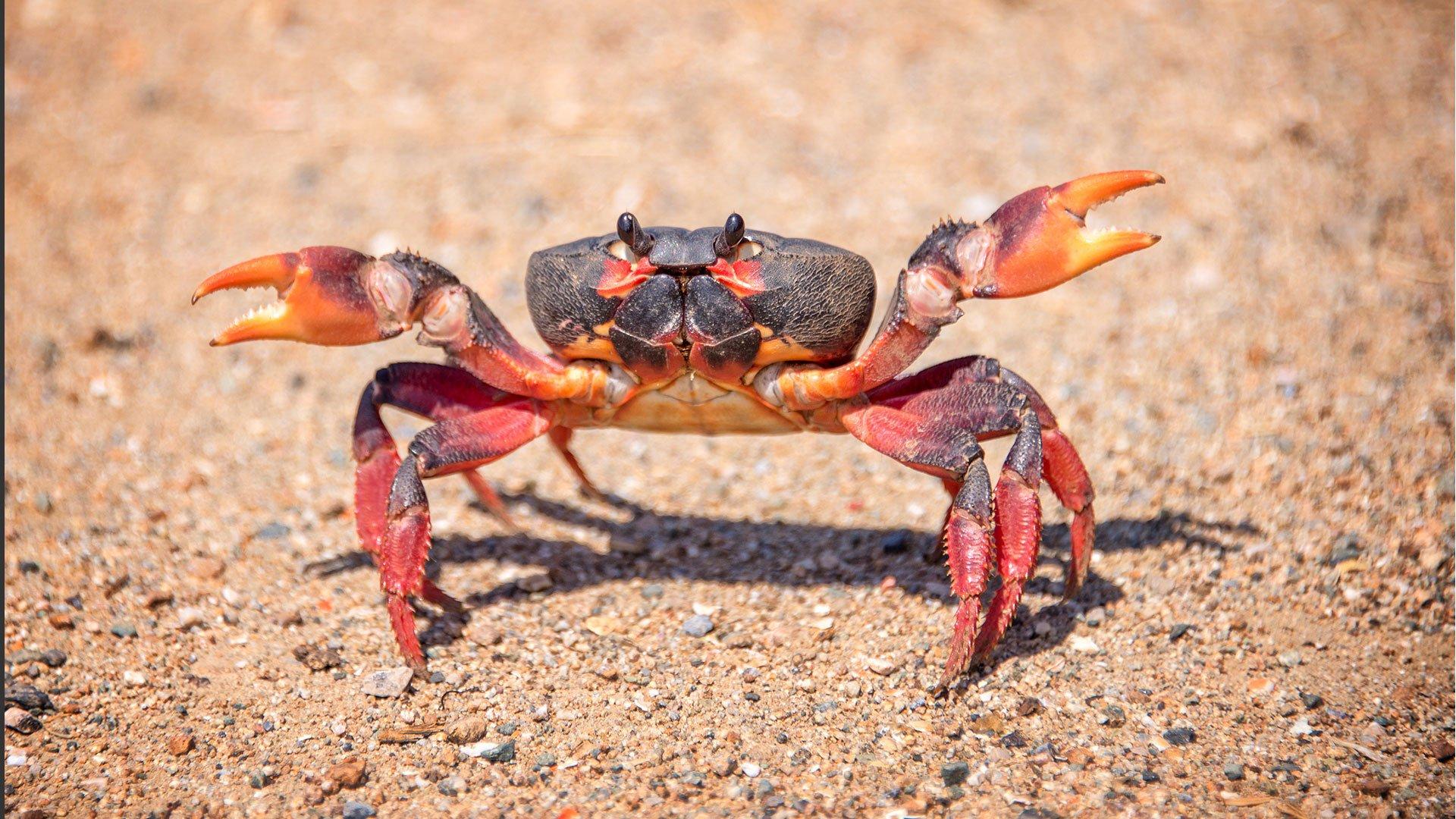 A crab showing off its claws on the beach.