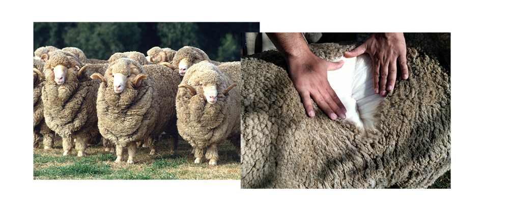 Where to purchase merino hot sale wool