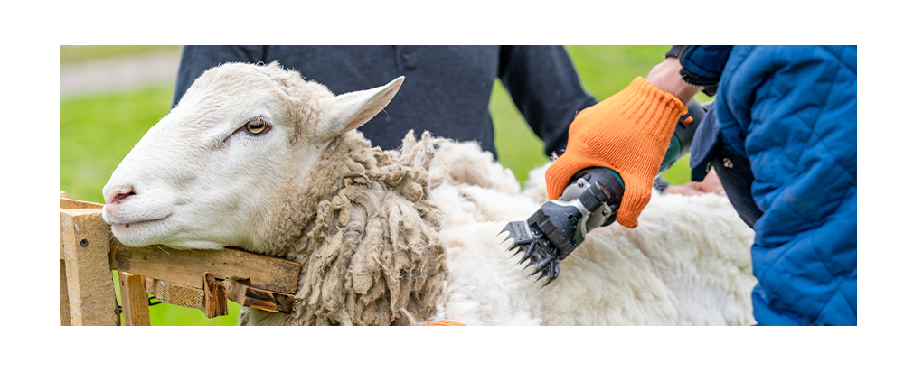 What is Merino Wool? (and why it is so special) 