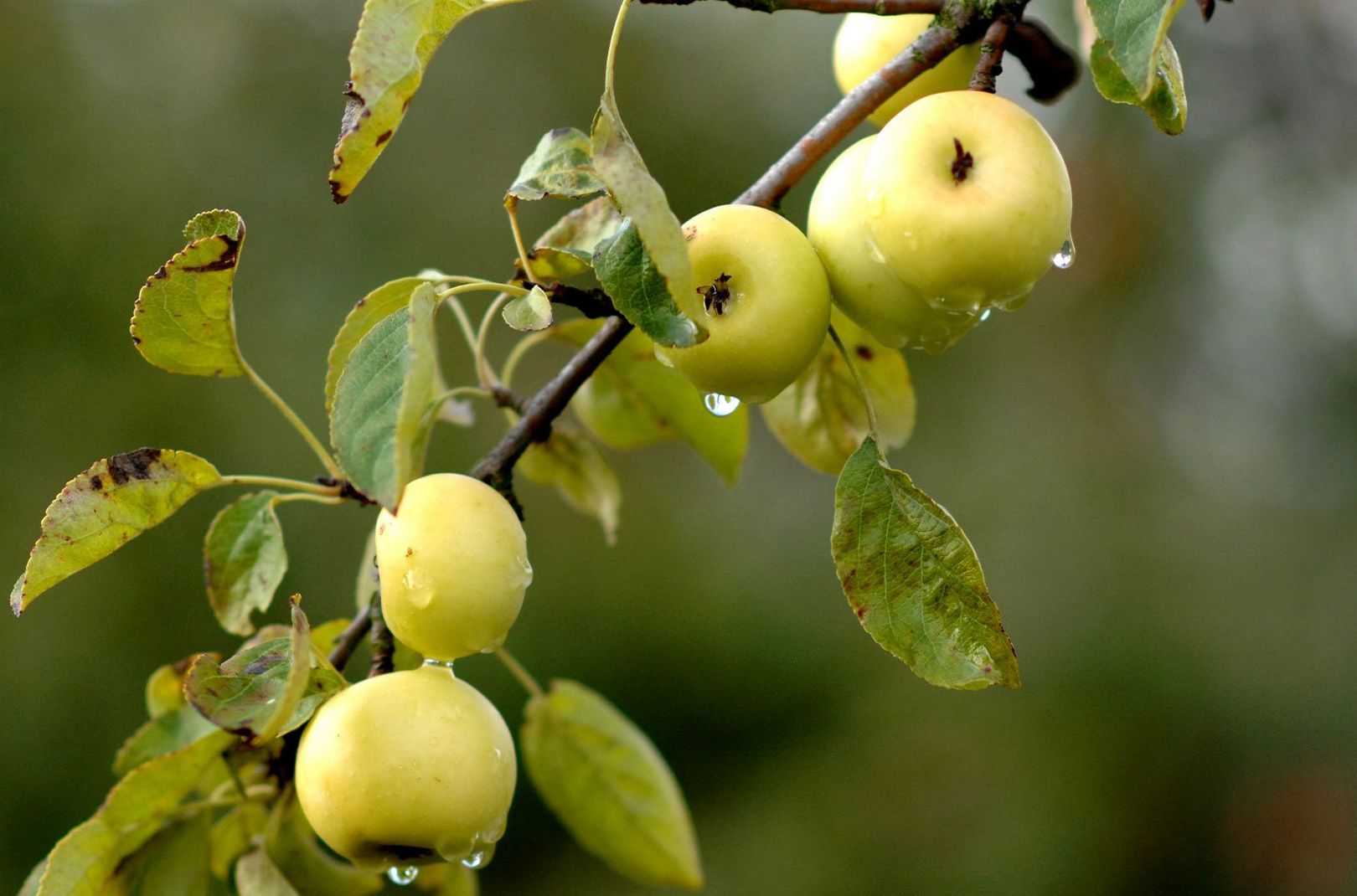 Wild green apples growing on an apple tree in the UK