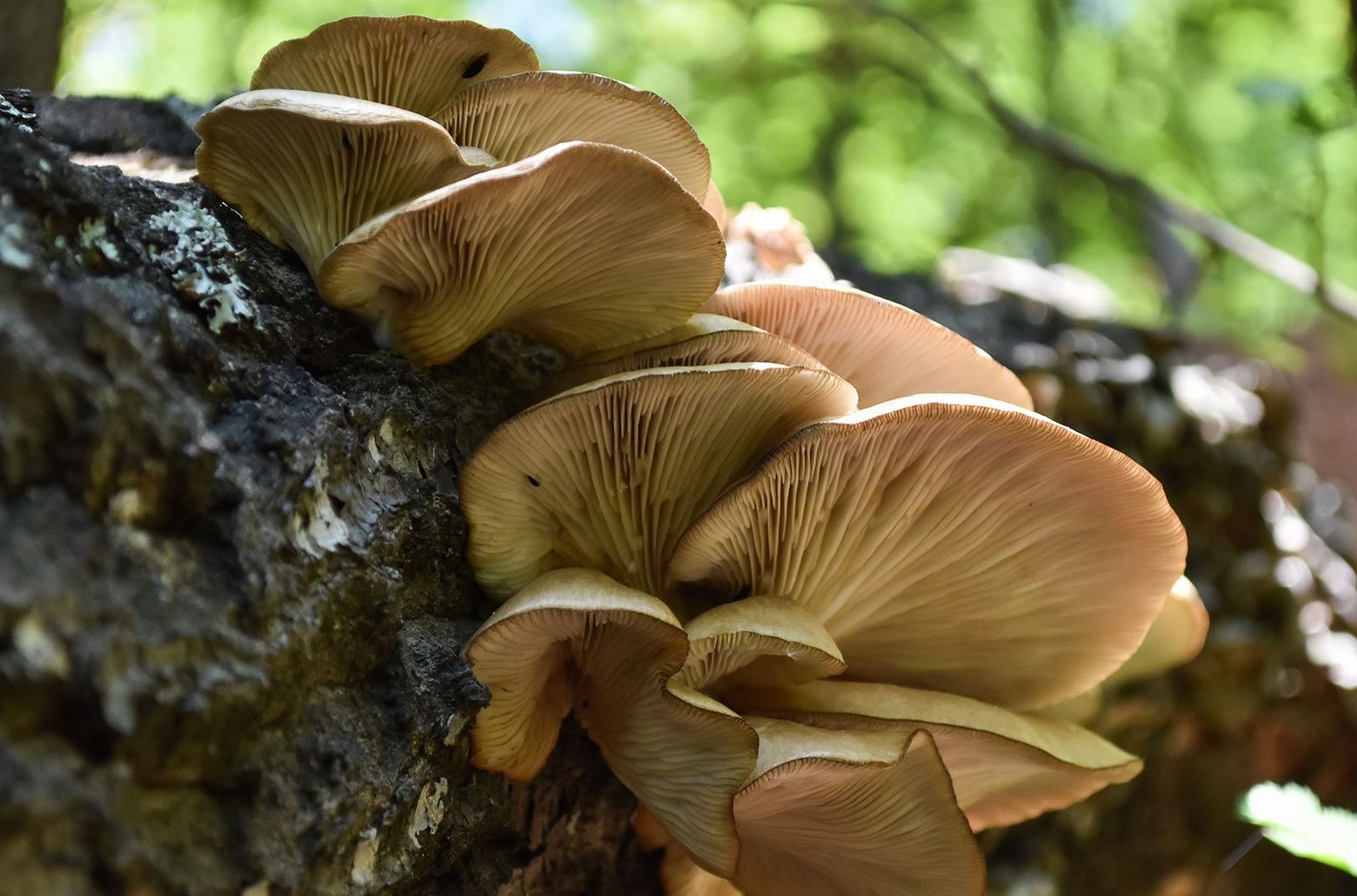Oyster mushrooms growing on a birch tree