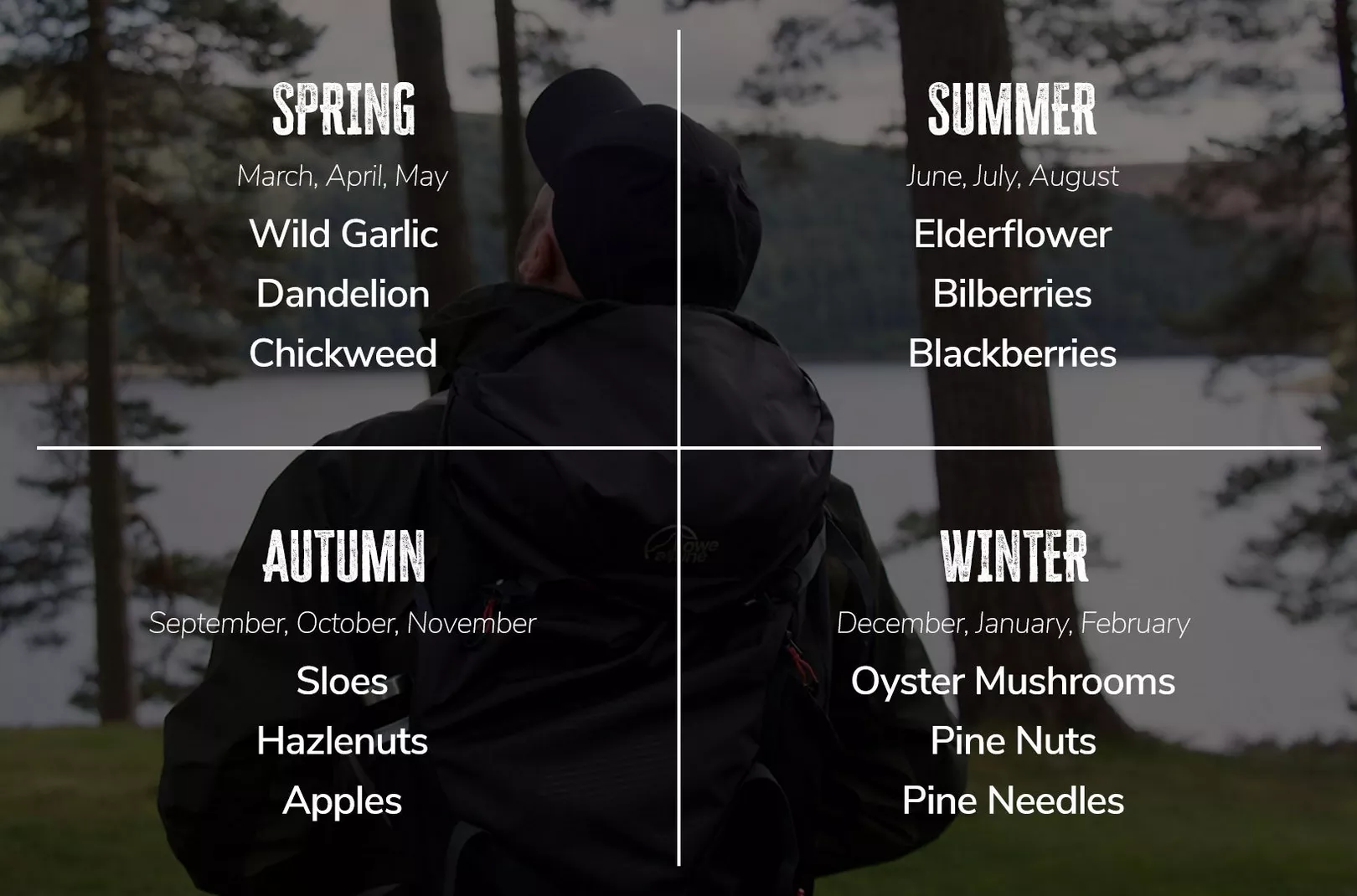 pine needles on a pine tree