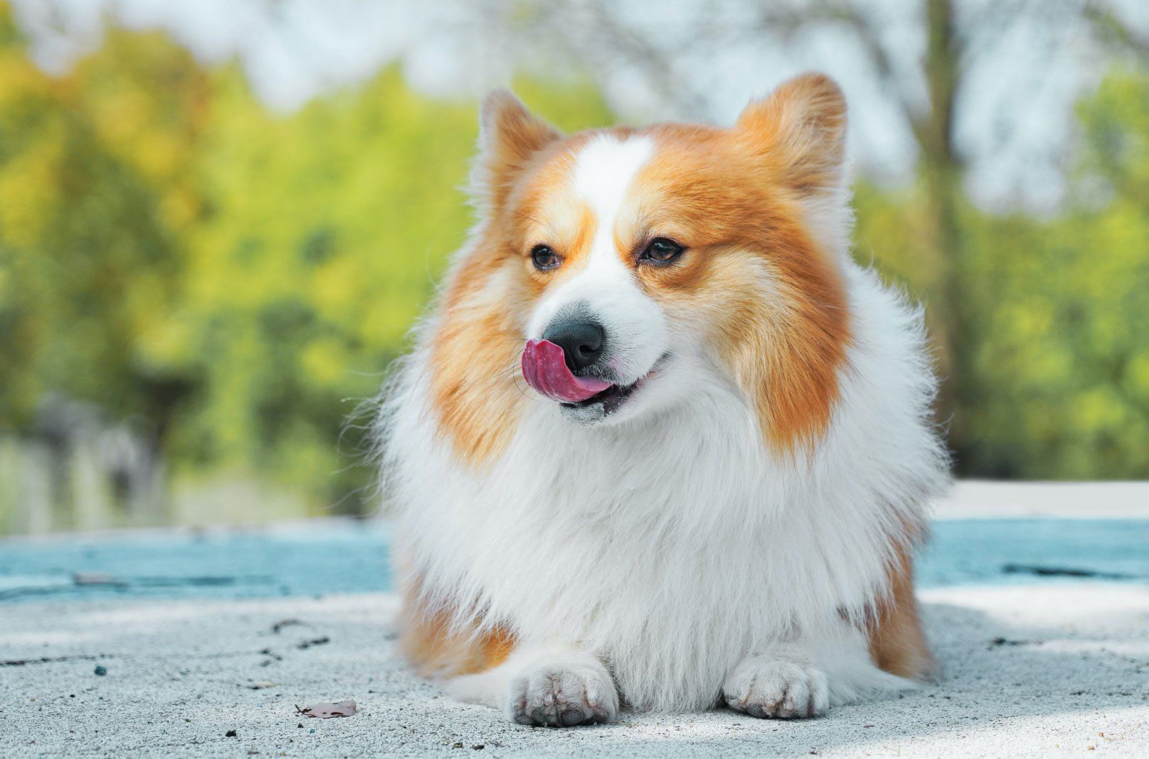 A corgi laying down sticking its tongue out.