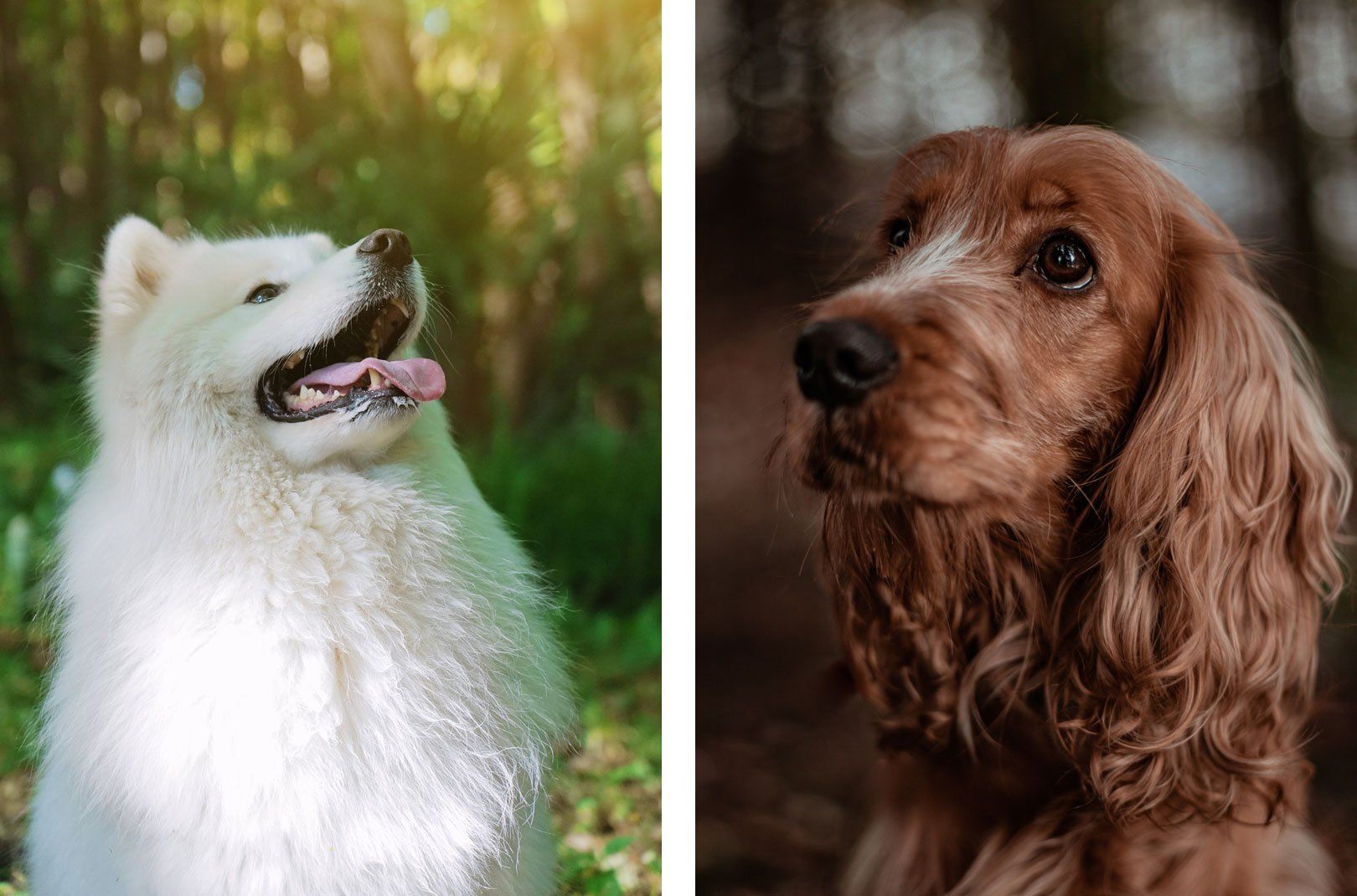 Two separate images of two dogs.
