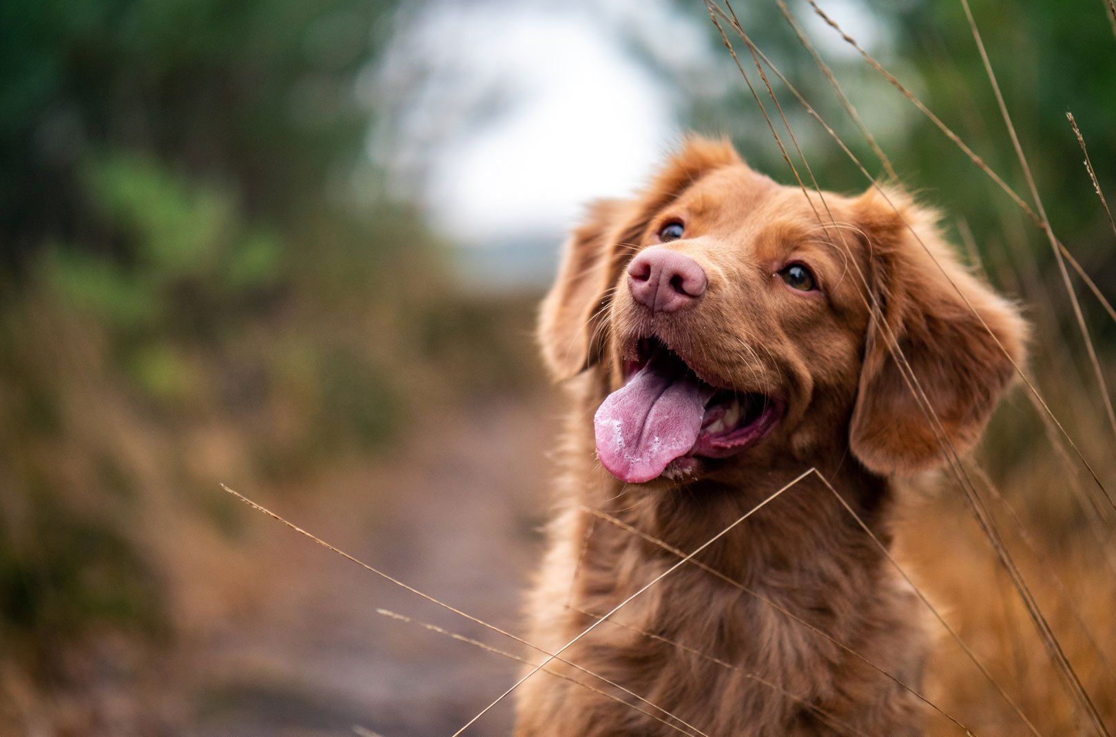 A happy dog sitting in a field.