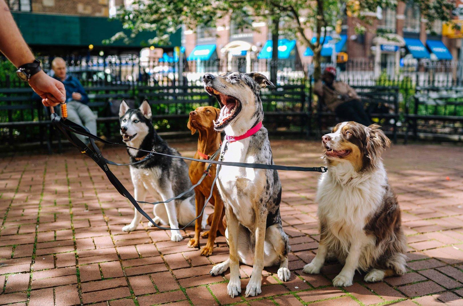 Professional dog walker store equipment