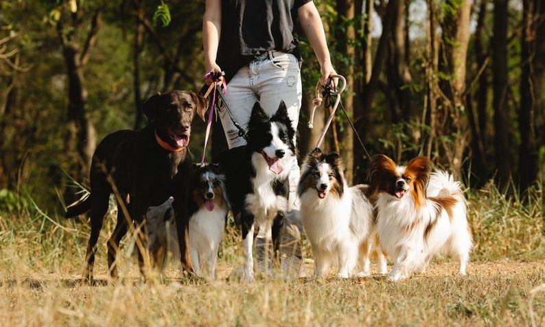 A Day in the Life of a Professional Dog Walker